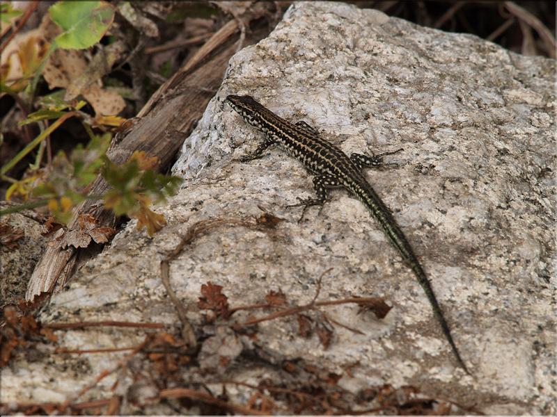 P6221105