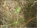 IMG_2372c