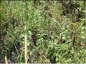IMG_2373c