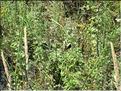 IMG_2374c