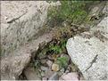 IMG_2384c