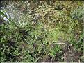 IMG_2391c
