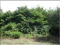 IMG_2404c