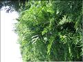 IMG_2411c