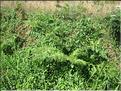IMG_2415c