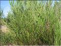 IMG_2427c