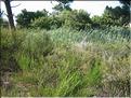 IMG_2433c