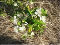 IMG_2442c