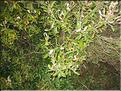 IMG_3256c