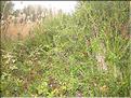 IMG_3258c