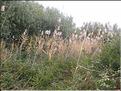 IMG_3259c