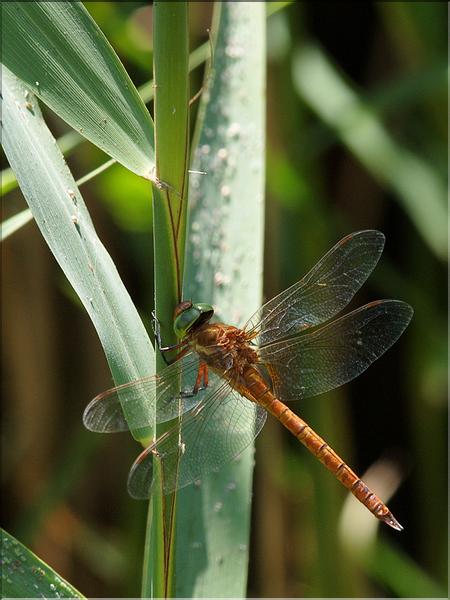 Aeshna isoceles