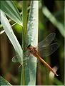 Aeshna isoceles