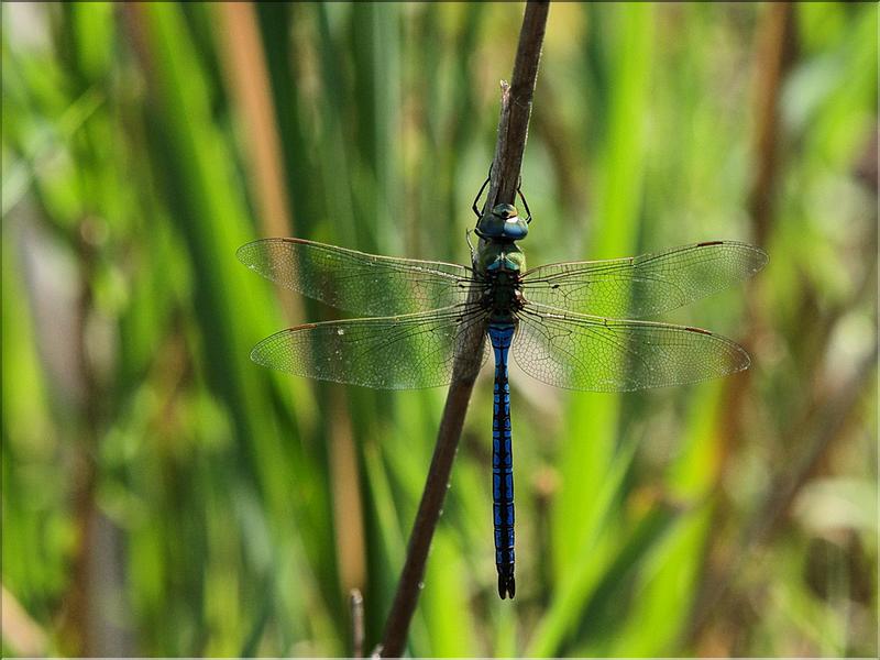 Anax imperatorP6221163