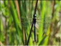 Anax imperatorP6221163