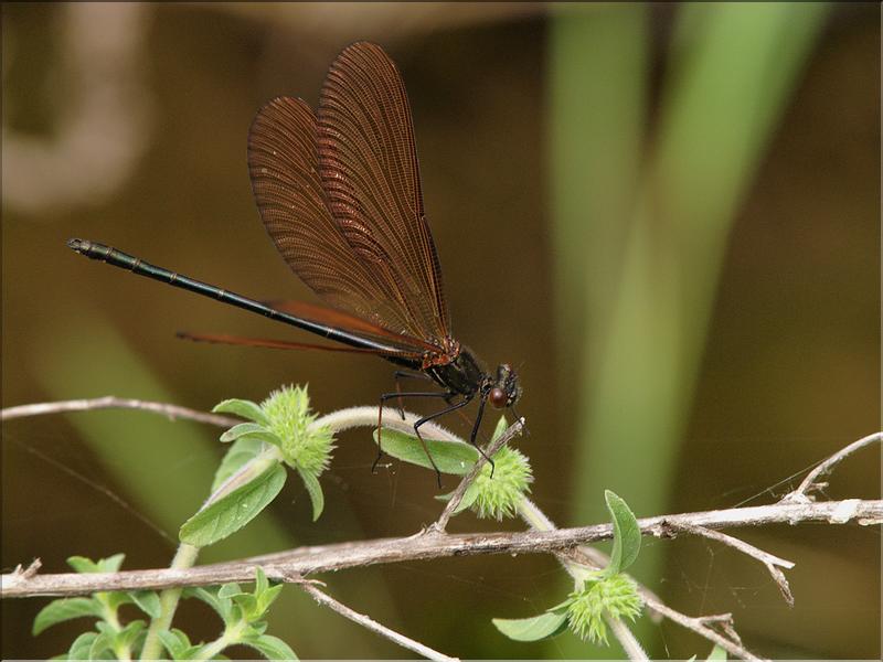 Calopteryx haemorrhoidalisP6221034
