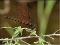 Calopteryx haemorrhoidalisP6221034