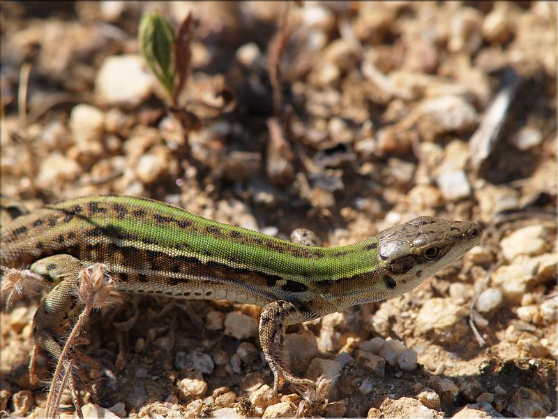 Podarcis sicula campestrisP6231251