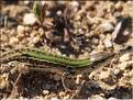 Podarcis sicula campestrisP6231251