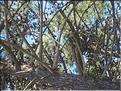IMG_1858c