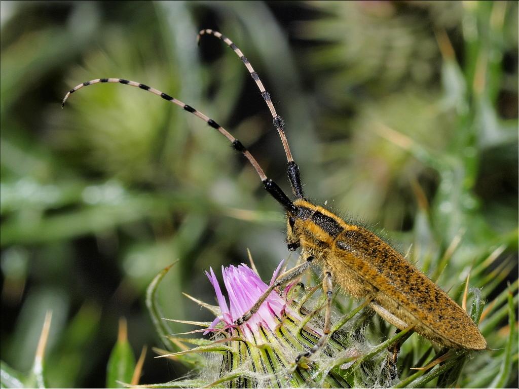 Agapanthia dahli