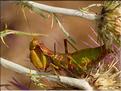 Ameles spallanziana