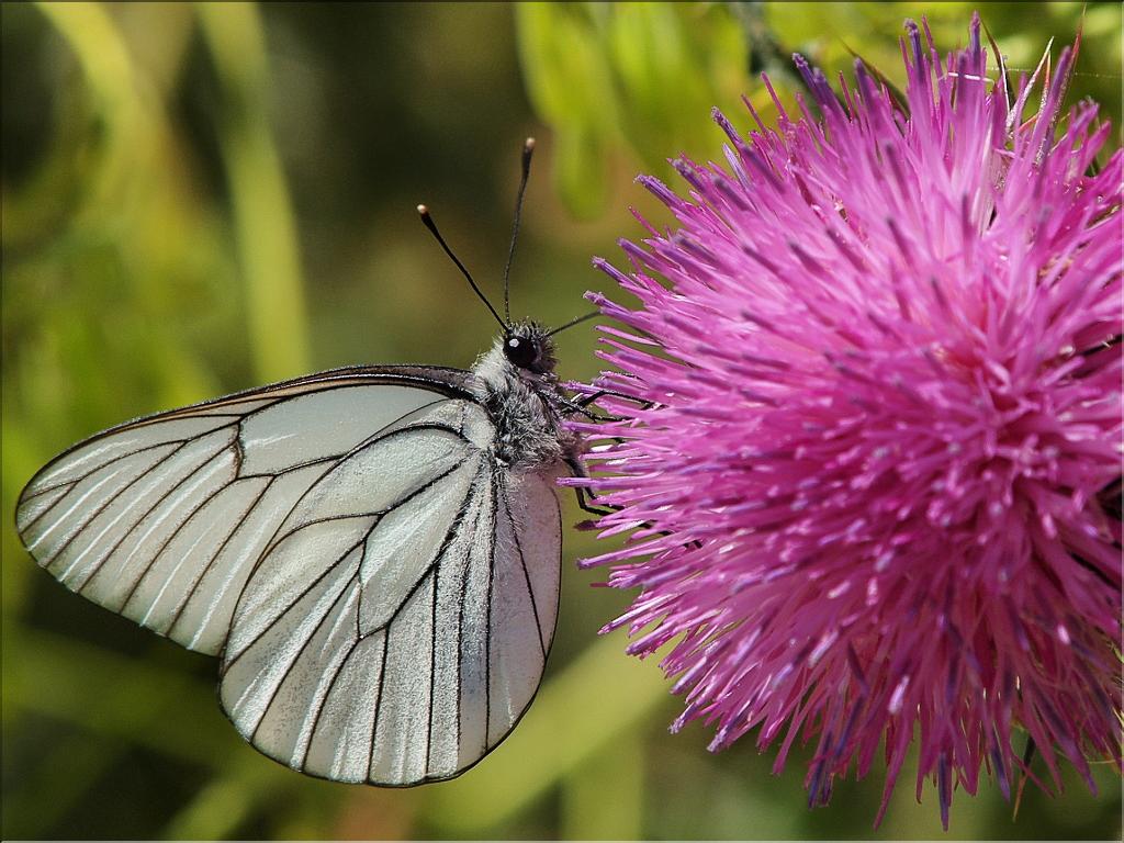 Aporia crataegi