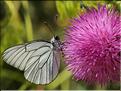 Aporia crataegi