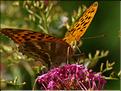 Argynnis paphia