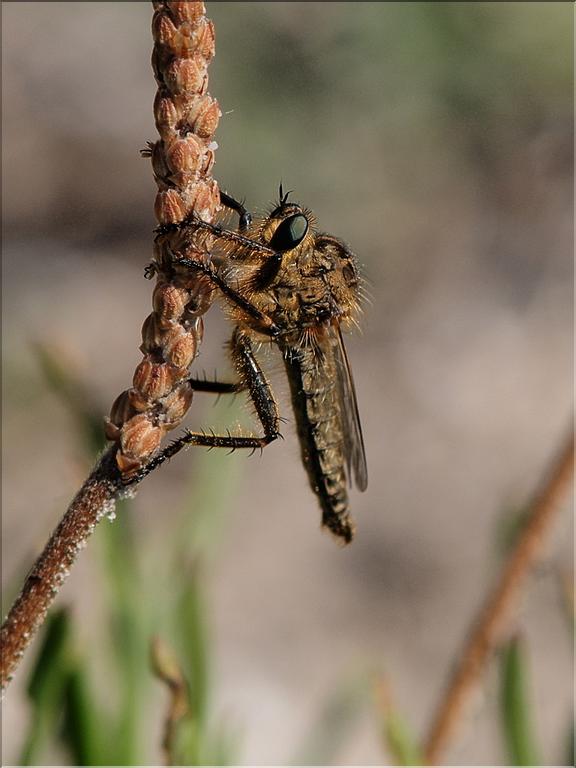 Asilide sp.