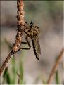 Asilide sp.