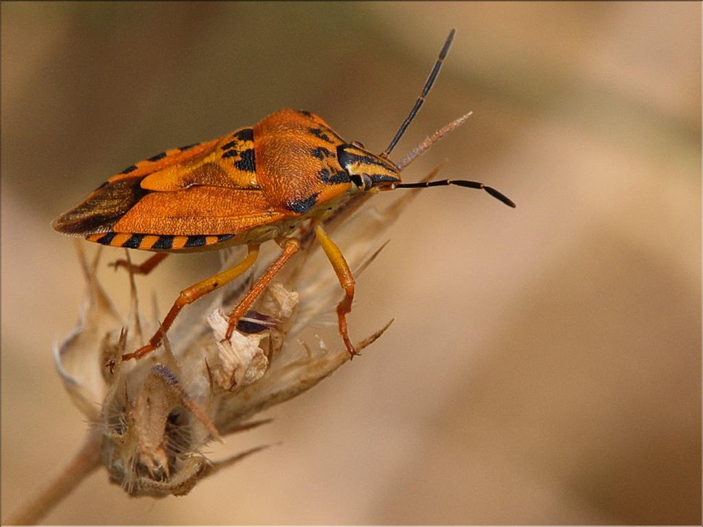 Carpocoris fuscispinus