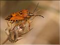 Carpocoris fuscispinus