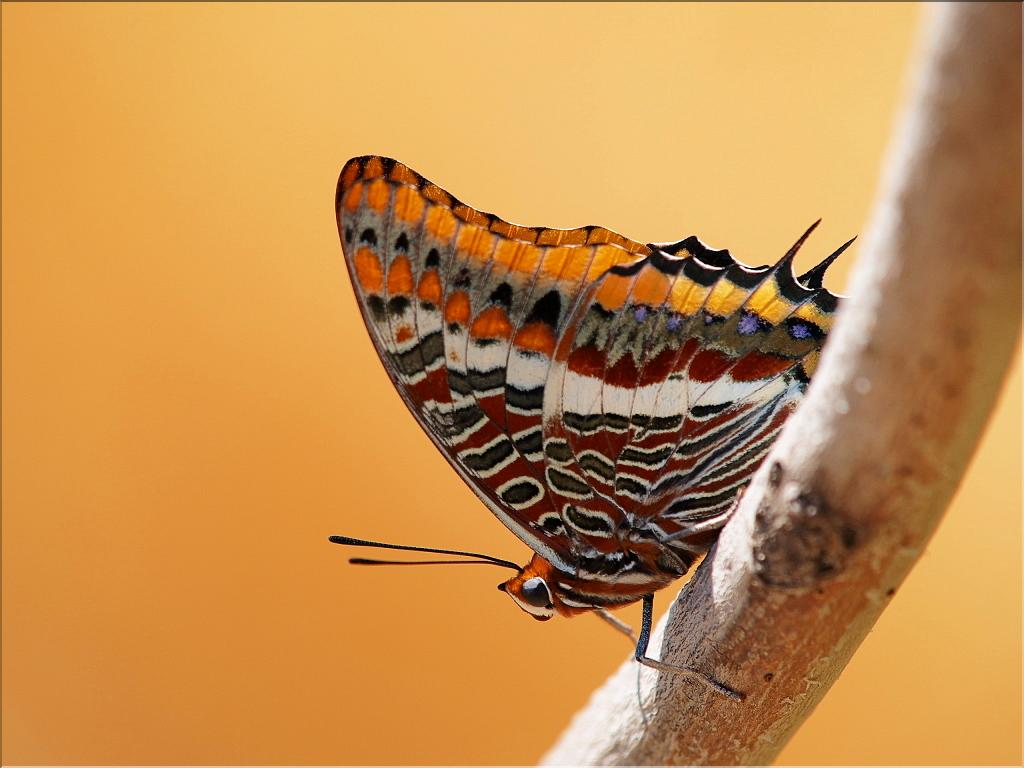 Charaxes jasius