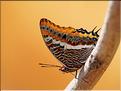 Charaxes jasius