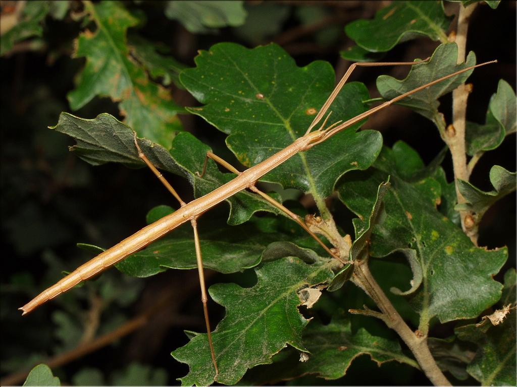 Clonopsis gallica