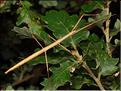 Clonopsis gallica
