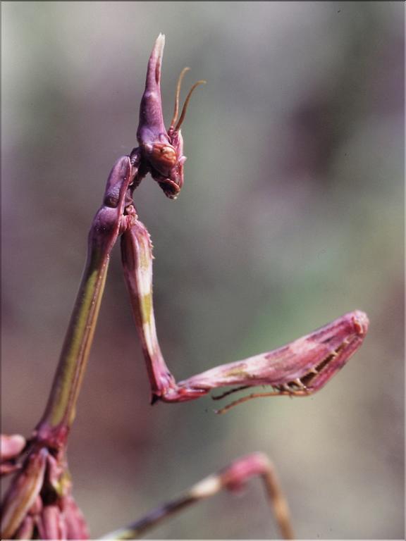 Empusa pennata (larve) 1