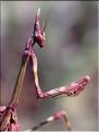 Empusa pennata (larve) 1