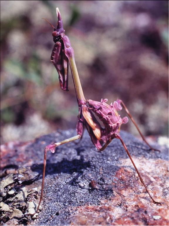 Empusa pennata (larve) 2
