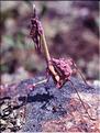 Empusa pennata (larve) 2