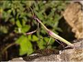 Empusa pennata