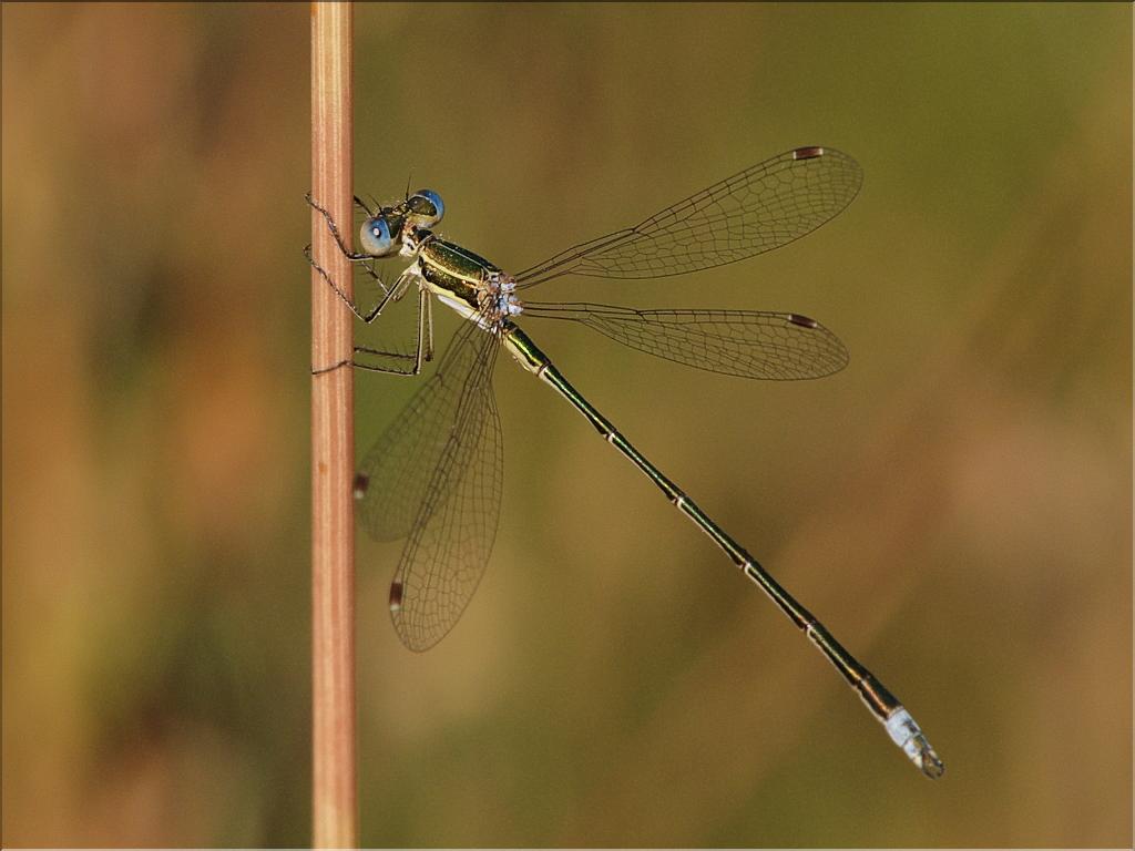 Lestes virens