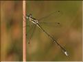 Lestes virens