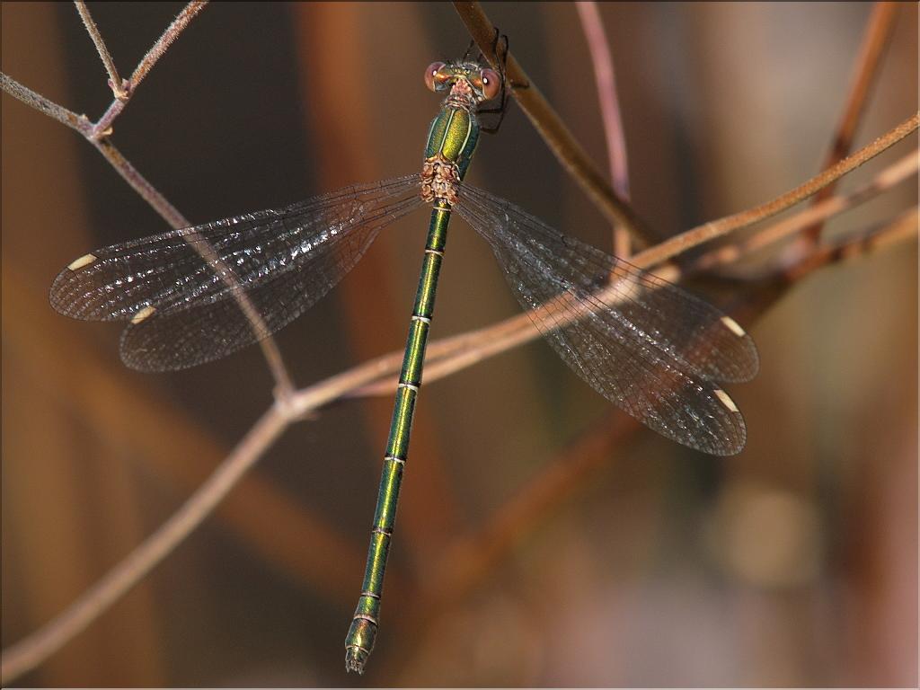 Lestes viridis