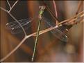 Lestes viridis