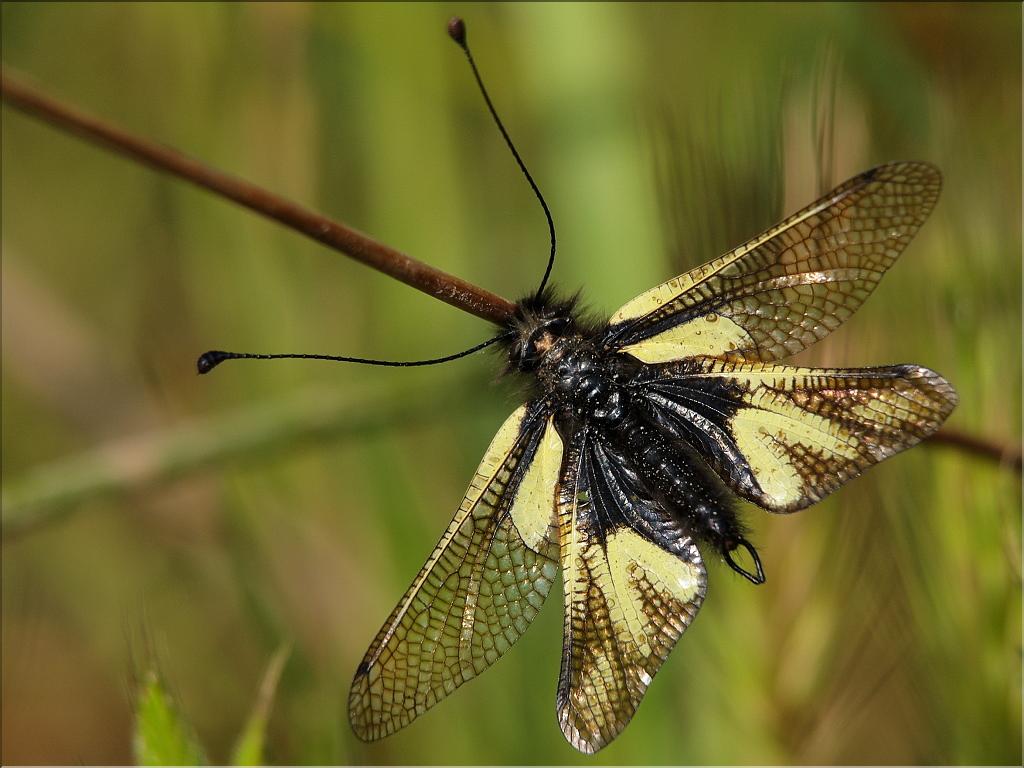 Libelloides coccajus
