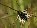 Libelloides coccajus