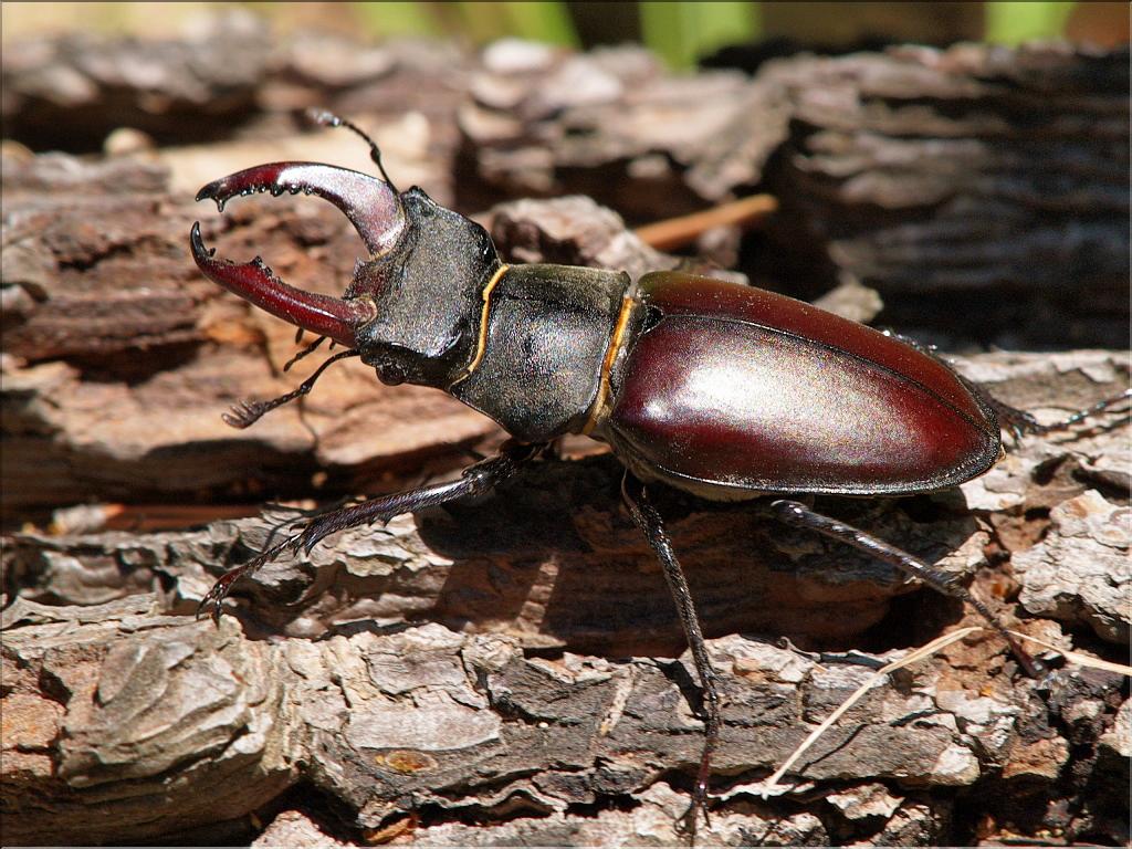 Lucanus cervus