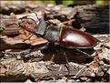 Lucanus cervus